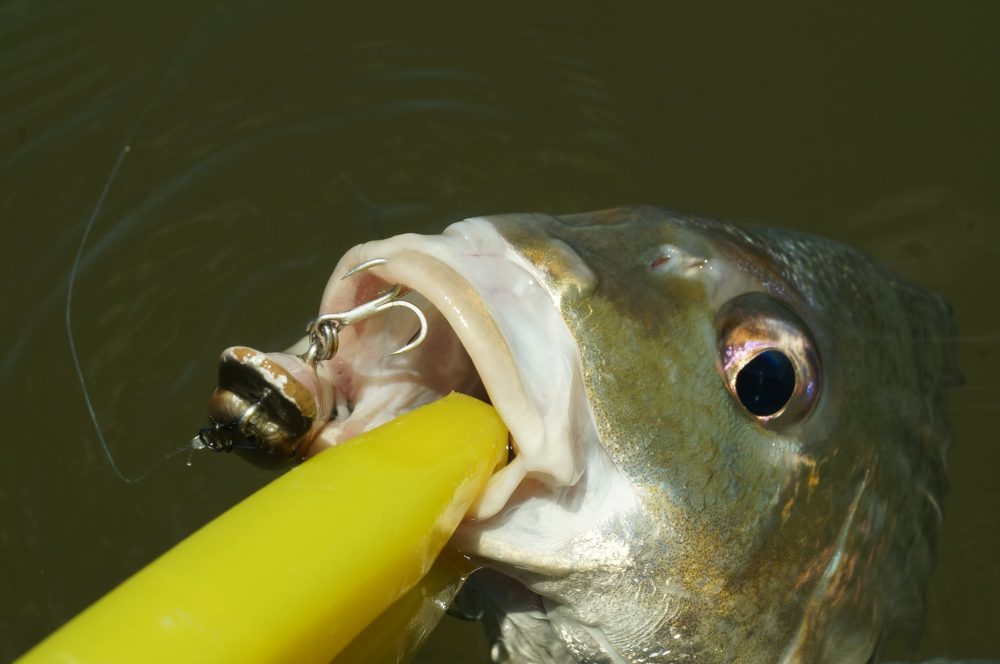 That underslung mouth tells you a lot about the feeding habits of grunter.
