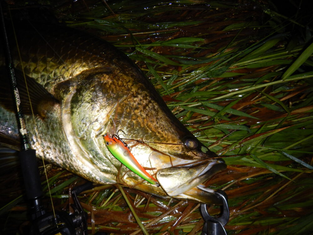 The Pale almost white sides on this lure work extremely well on darker nights that have little or no moon.
