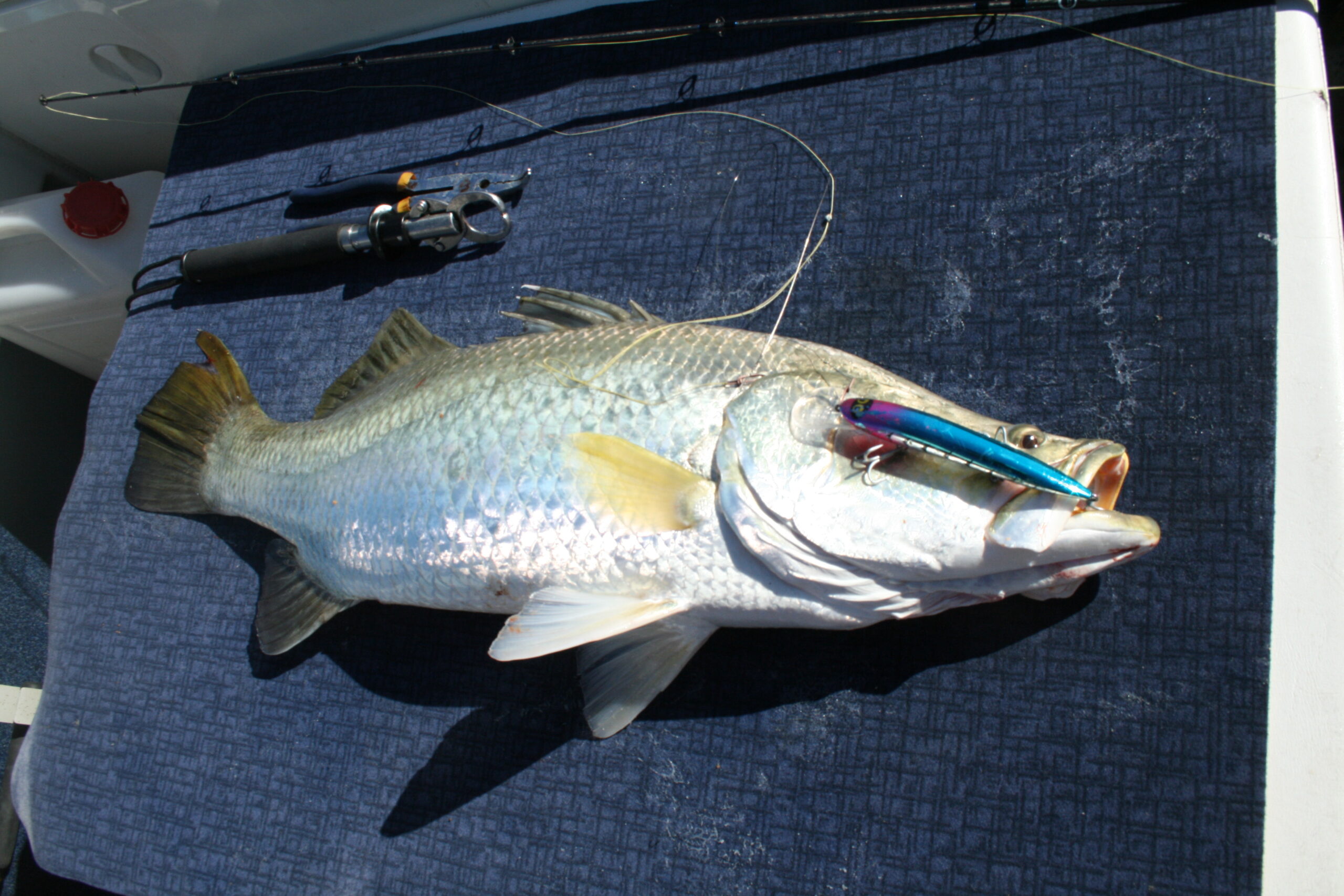Big Topwater Lure. (Bluefin Tuna Catch n Cook) 