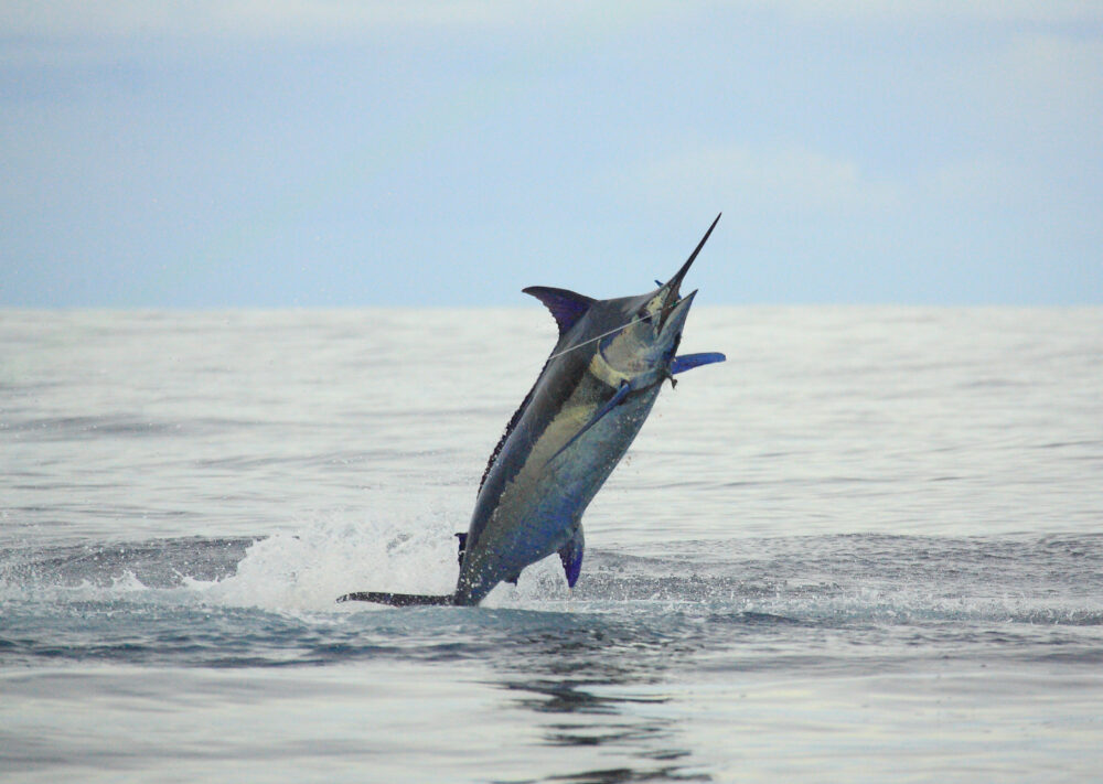 Chasing blue marlin saw some exciting times on the water.