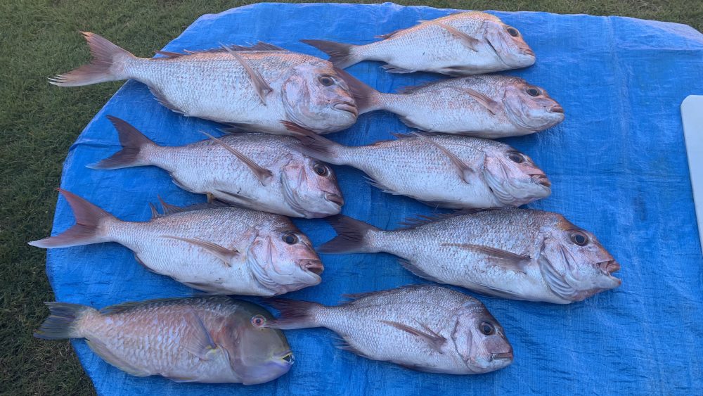 The snapper were all very good quality and feeding hard on this particular day, leading to a fun session and a few good feeds for the family. The beautiful Venus tuskfish was a bonus!