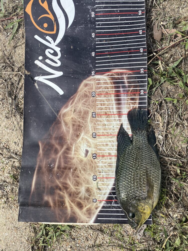 One of many tilapia caught on the day.