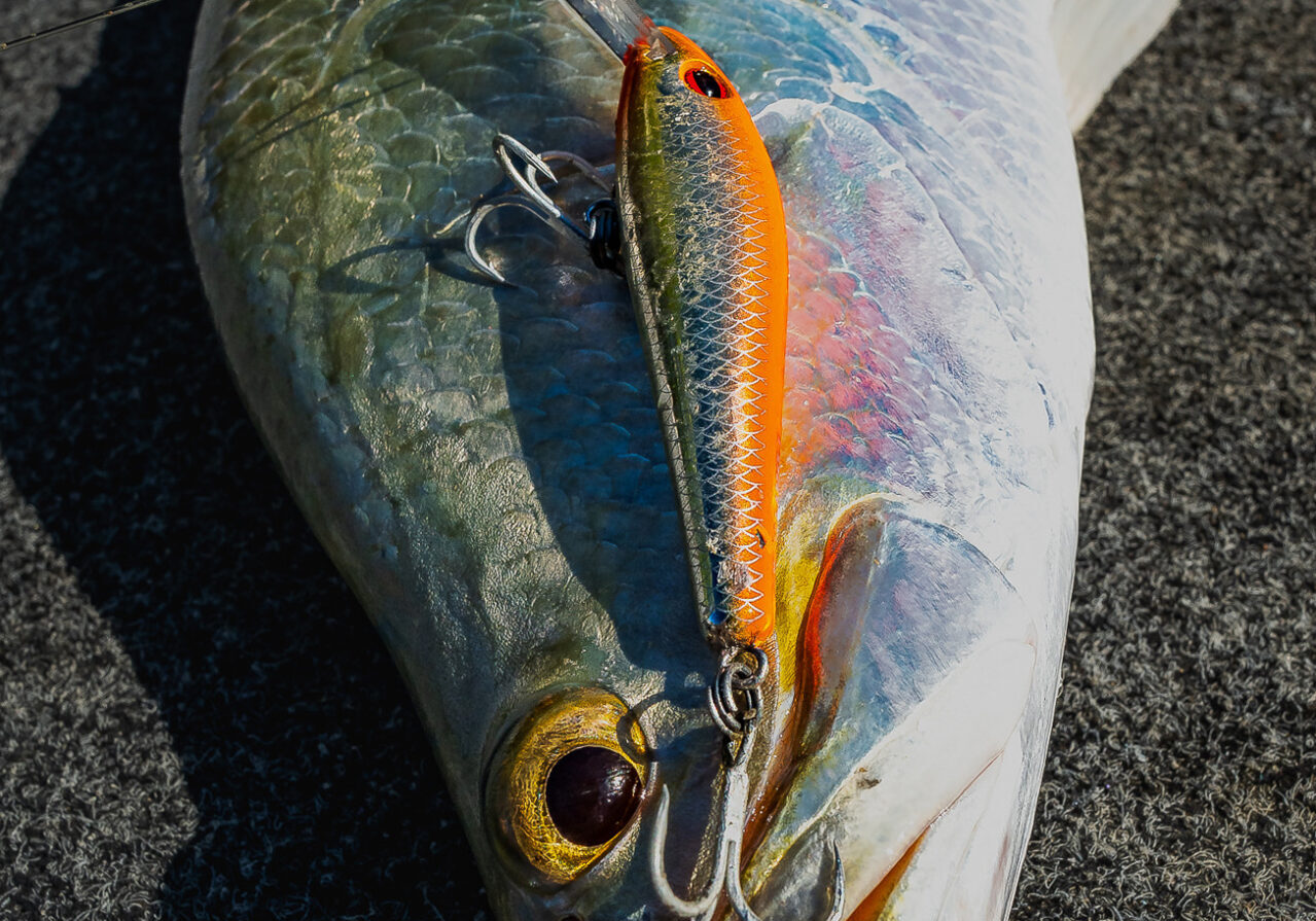 One of the larger barra from the school. The orange-coloured lures were a real hit and most definitely my favourite colour.