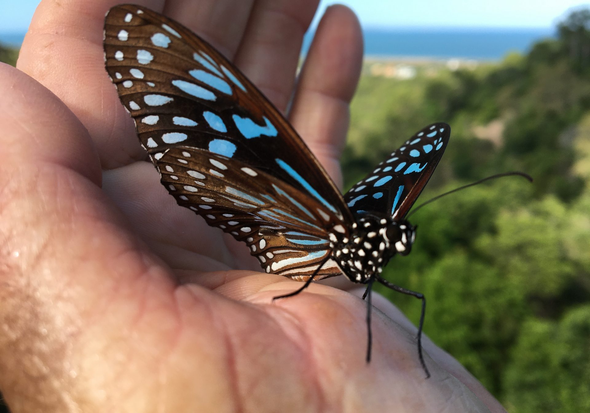 A “Blue Tiger” butterfly – “A good omen!”