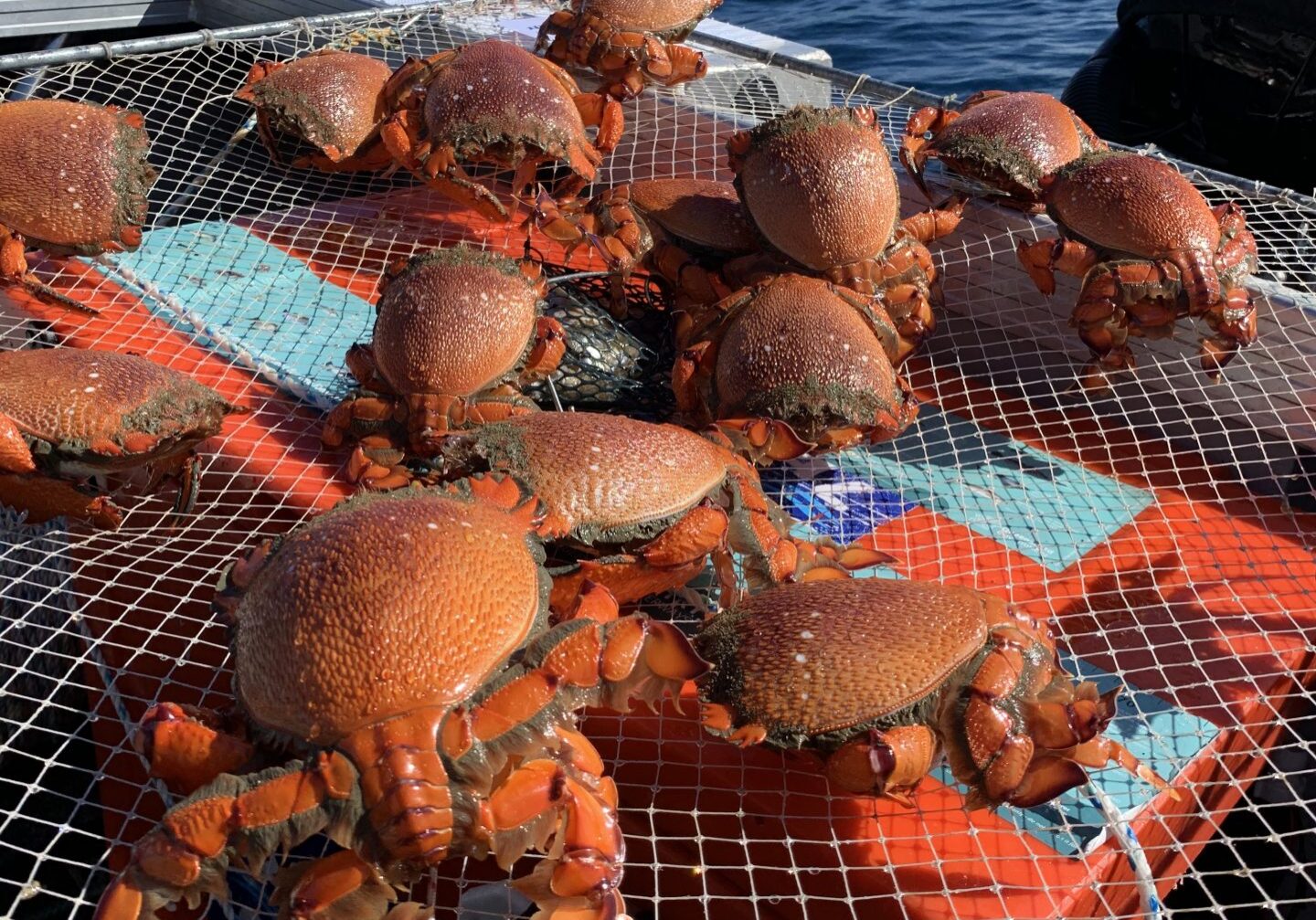 Typical haul of Spanner Crabs