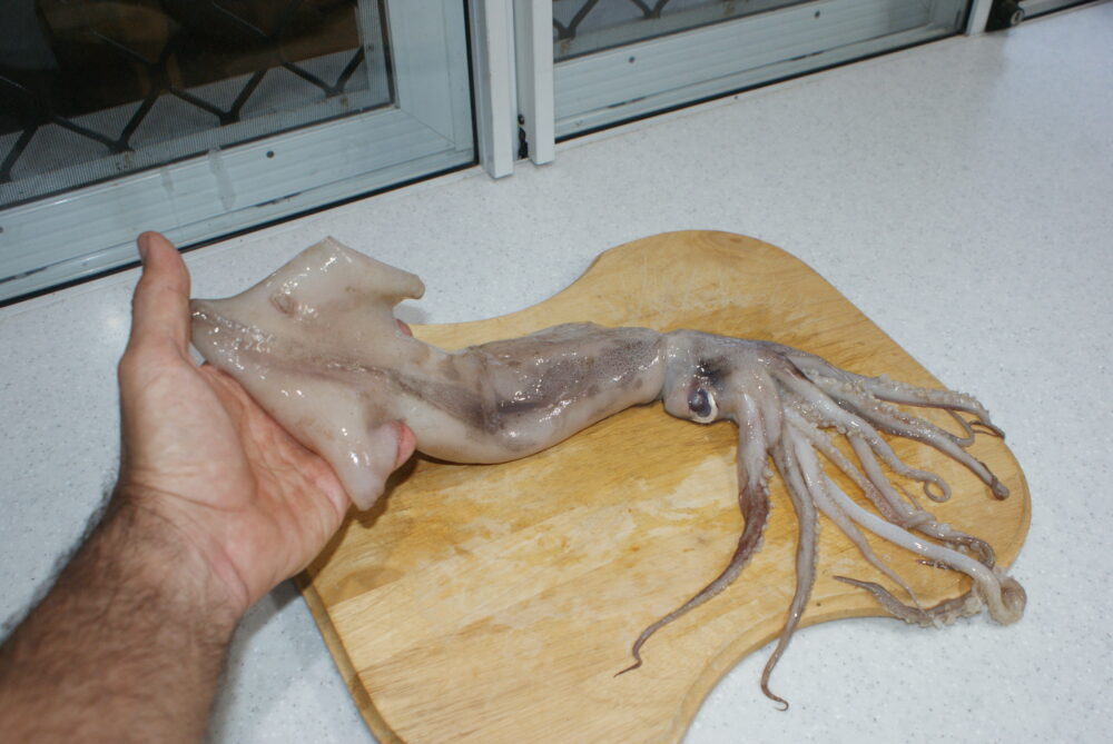I figured this lovely supermarket southern calamari would make things bigger and easier to see.