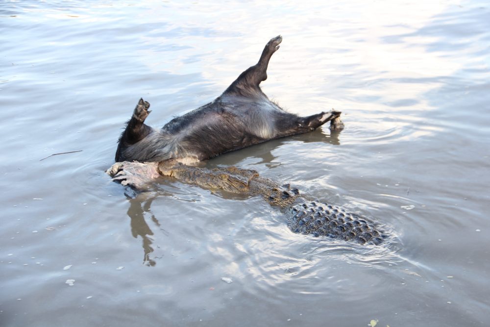 croc feasting on a pig