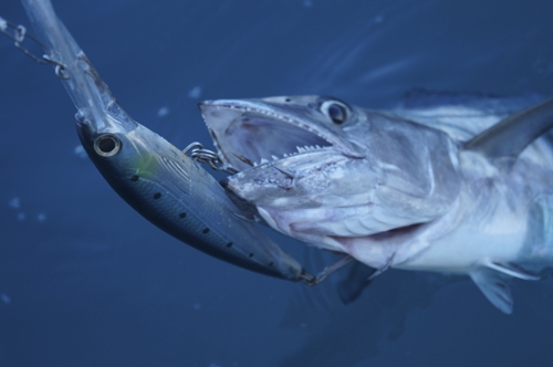 Trolling Deep and Fast - By Dave Magner - Fish & Boat Magazine