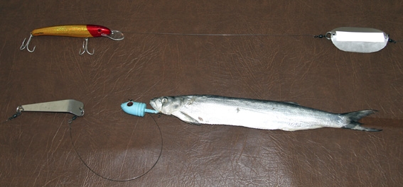 spanish mackerel on bait - Hooked Up Magazine