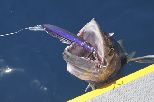 Trolling Deep and Fast - By Dave Magner - Fish & Boat Magazine